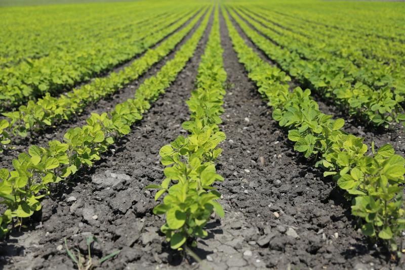 landwirtschaft pflanzenbau derossi landwirtschaft pflanzenbau derossi