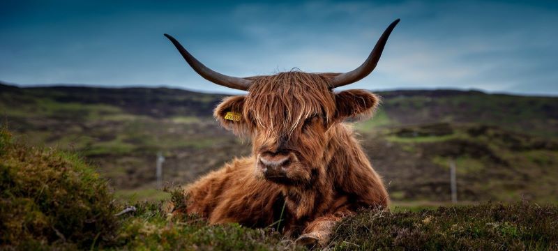 landwirtschaft rinder derossi landwirtschaft rinder derossi