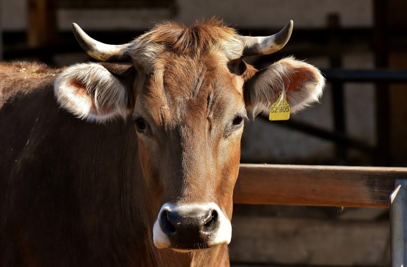 rinder landwirtschaft derossi